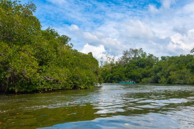 Madu Nehri Safari, güzel tropikal nehir kıyısı