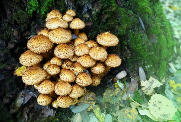 Food ingredient - mushrooms in summer forest — Stock Image Food Ingredient Mushrooms Summer Forest Royalty Free Stock Photos