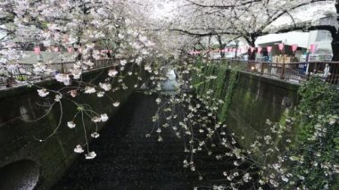 Sakura. Kiraz çiçeği Meguro kanalında Tokyo, Japonya.