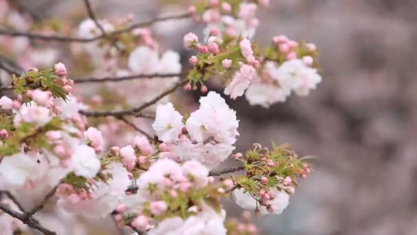 배경으로 일본에서 — 비디오