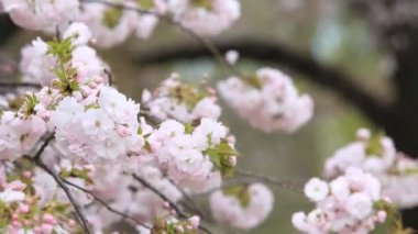 Doğa arka plan ile kiraz çiçeği, Japonya'daki Sakura Sezon.