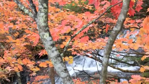 Buntes Ahornblatt Herbstlicher Landschaft Mit Leuchtend Bunten Blättern — Stockvideo