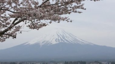Japonya'da Gölü kawaguchiko arka plan, fuji Dağı, Sakura Sezon ile kiraz çiçeği. 