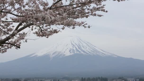 Třešňový Květ Horou Fudži Pozadí Kawaguchiko Jezeru Sakura Sezona Japonsku — Stock video