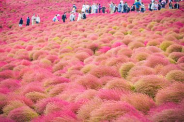 Kochia Hitachi Seaside Park Ibaraki, Japonya.