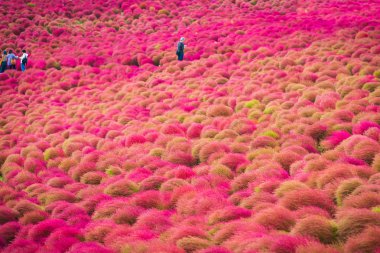Kochia Hitachi Seaside Park Ibaraki, Japonya.