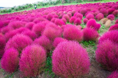 Kochia Hitachi Seaside Park Ibaraki, Japonya.