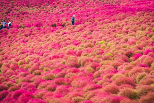 Kochia en Hitachi Seaside Park en Ibaraki, Japón . —  Fotos de Stock