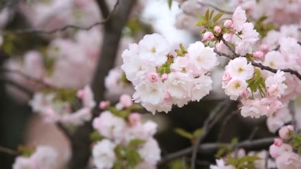 Fleur Cerisier Avec Fond Naturel Saison Sakura Japon — Video