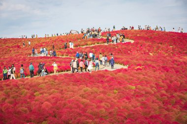 Ibaraki, Japonya - 17 Ekim 2018: Hitachi Seaside Park Kochia turist ziyaret Güz Ibaraki, Japonya.