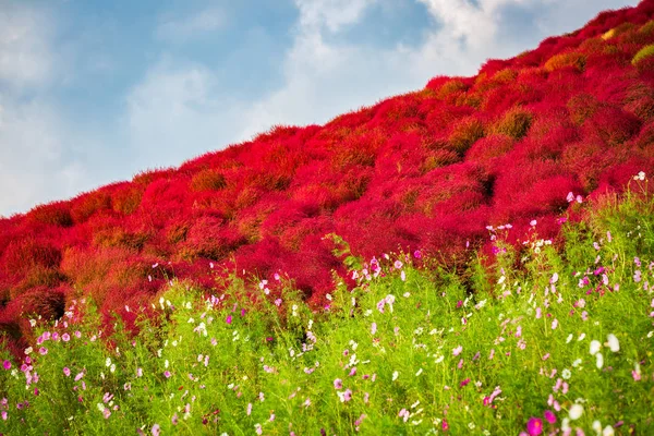 Kochia and cosmos bush at Hitachi Seaside Park in autumn at Ibaraki, Japan.