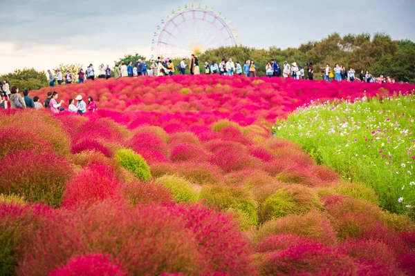 Kochia Hitachi Seaside Park Autumn Ibaraki Japan — Stock Photo, Image