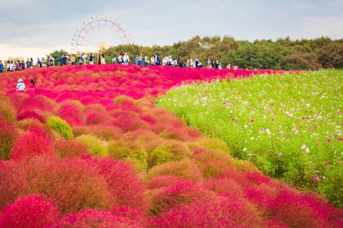 Kochia Hitachi Seaside Park Ibaraki, Japonya.