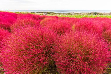 Kochia Hitachi Seaside Park Ibaraki, Japonya.