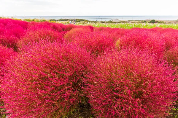 Kochia im hitachi sea park in ibaraki, japan. — Stockfoto