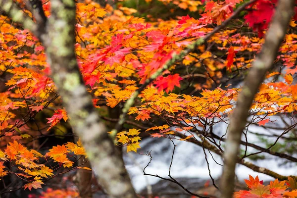Folha de bordo colorida na paisagem do outono . — Fotografia de Stock
