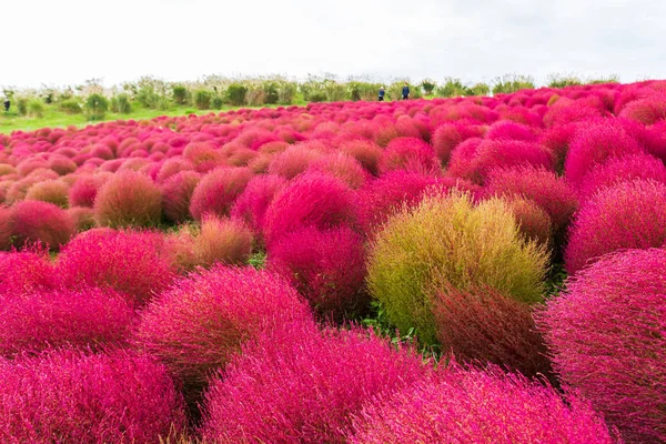 Kochia at Hitachi Seaside Park at Ibaraki, Japan. — Stock Photo, Image