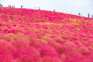 Kochia Hitachi Seaside Park Ibaraki, Japonya.