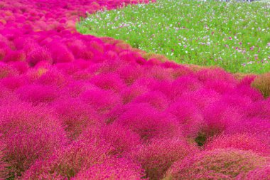 Kochia Hitachi Seaside Park Ibaraki, Japonya.