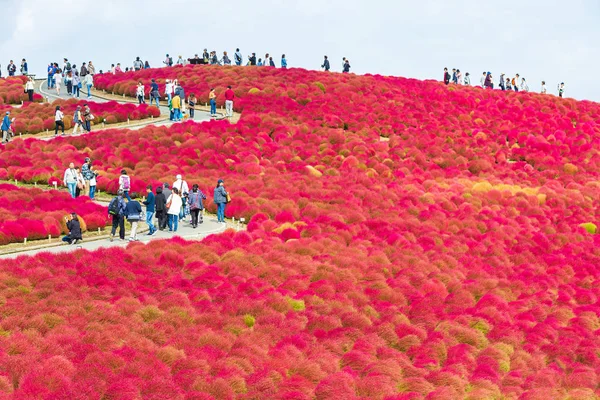 Kochia sonbahar yılında Hitachi Seaside Park Ibaraki, Japonya.