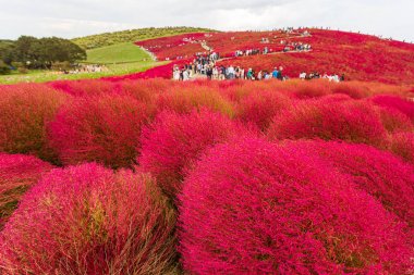 Kochia Hitachi Seaside Park Ibaraki, Japonya.