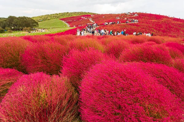 Kochia en Hitachi Seaside Park en Ibaraki, Japón . —  Fotos de Stock