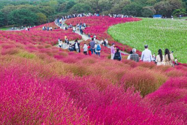 Kochia sonbahar yılında Hitachi Seaside Park Ibaraki, Japonya.