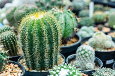 Potada Beatiful Kaktüs grubu.