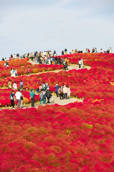 Los turistas visitan el Kochia en Hitachi Seaside Park en otoño a —  Fotos de Stock