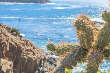 Dağlar ve kaktüs arasında Meksika plajı