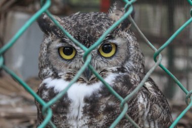 Çitin arkasına bakan baykuş
