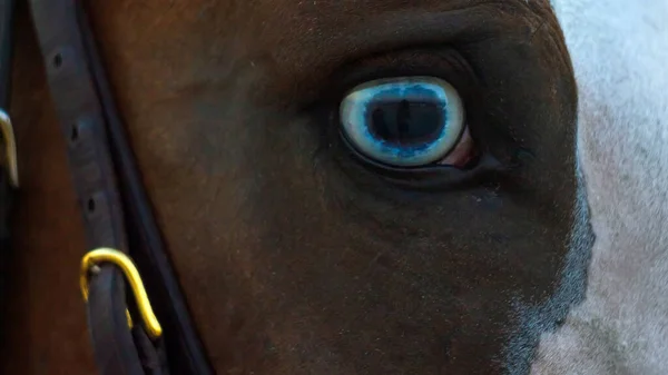 Oko Brązowego Konia Zbliżenie — Zdjęcie stockowe