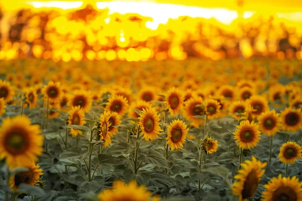 Ett Fält Med Många Blommande Solrosor Solnedgången — Stockfoto
