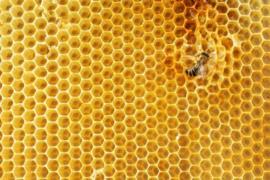 Bal arısı hasarlı bal peteklerini onarır.