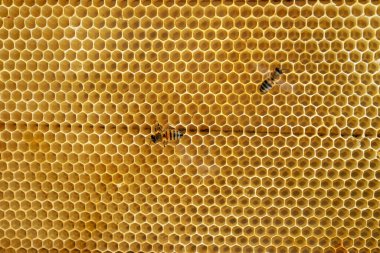 Bal arılarının bal tarakları arılarla yakın çekim.