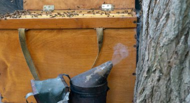 İçi boş bir ağaçtan tüten bal arıları.