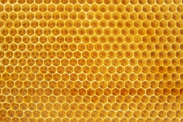 Bal arılarının bal petekleri yakın plan.