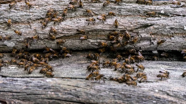 Дикие Медоносные Пчелы Ползают Вдоль Коры Дерева Рядом Полой Гнездом — стоковое фото