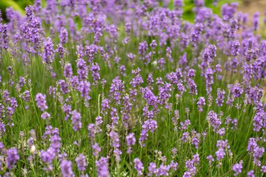 Çiçek açan lavanta çalısı ile arka plan.