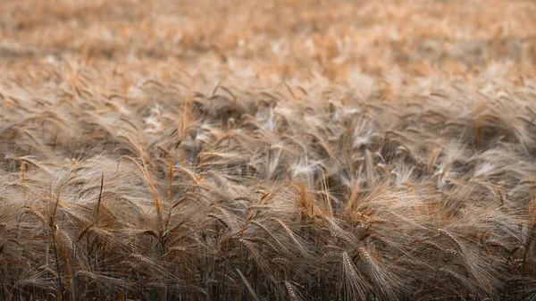 Field of ripened yellow barley. An ear of barley.