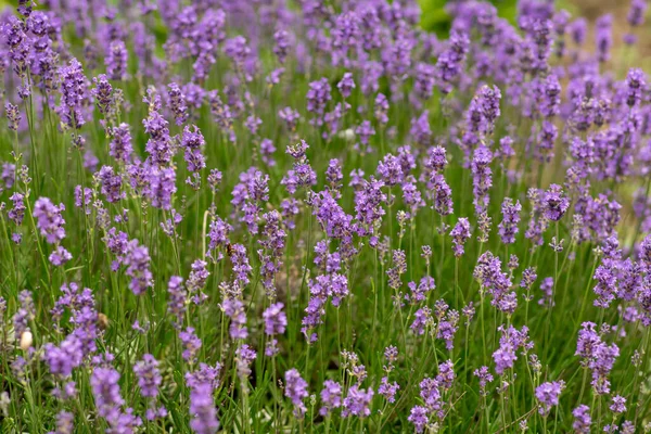 Hintergrund Mit Blühendem Lavendelstrauch — Stockfoto