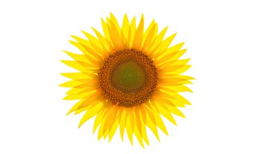 Ayçiçeği beyaz bir arkaplanda izole edilir.