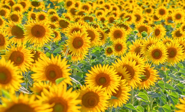 Many sunflower flowers are in full bloom. The field is sown with oilseeds - sunflower.