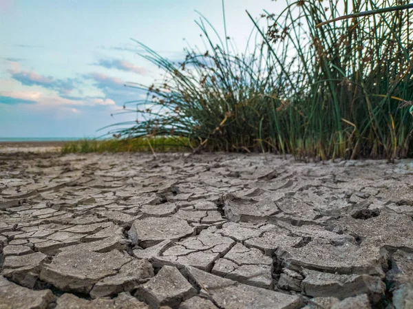 Fondo Fangoso Seco Agrietado Lago Poco Profundo Río Pantano Caña — Foto de Stock