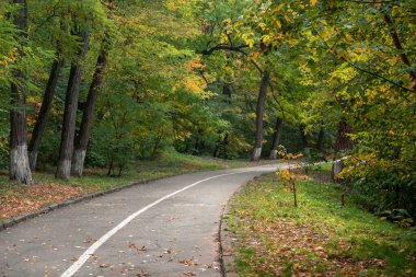 Ağaçlı bir parkta asfalt yol. Yeşil yapraklar sararmaya ve dökülmeye başlar. Sonbaharın başlangıcı.