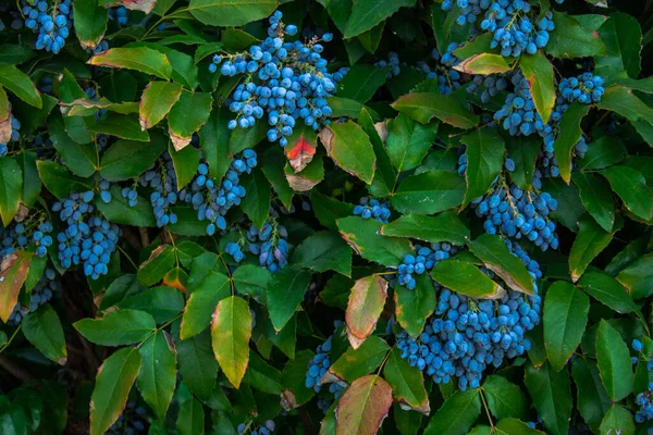 Mahonia Aquifolium Oregon Grape Ripe Berries Leaves Mahonia Aquifolium — Stock Photo, Image