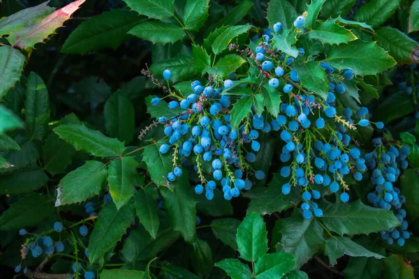 Mahonia Aquifolium Atau Anggur Oregon Buah Beri Matang Dan Daun — Stok Foto