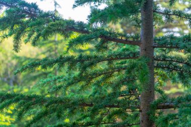 Yeşil genç iğneler. Lübnan 'ın genç bir sedirinin gövdesinde tüylü iğneler..