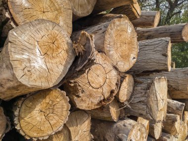 Ağaç gövdesinden çapraz kesim. Birçok kütük yerde yatar. Yakacak odun.