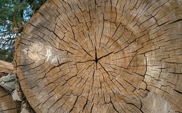 Ağaç gövdesinden çapraz kesim. Bir sürü ağaç kütüğü..